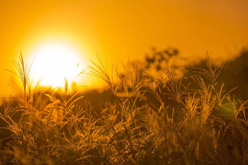 夕阳薰细草，江色映疏帘。——嬉乐湾生态农业示范园