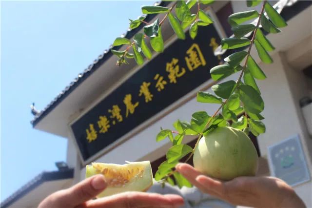 嬉乐湾七月主角—香瓜正式上线