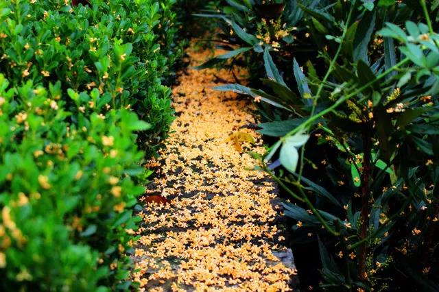 金色の秋の10月、果実の桂の漂っている香楽湾の生態農業の模範園