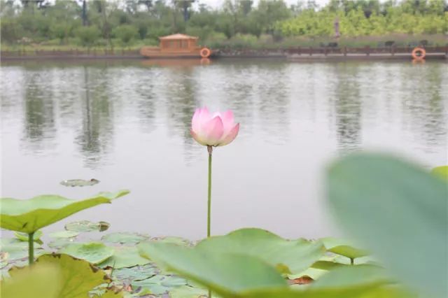 荷花绽放，如诗如画—嬉乐湾生态农业示范园